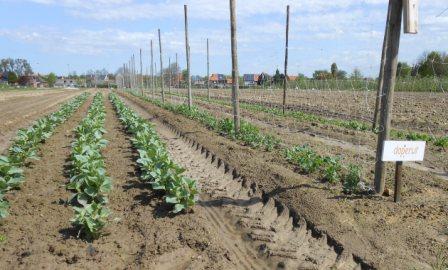 Tuinbonen en erwten plantjes in de zelfoogsttuin eind april