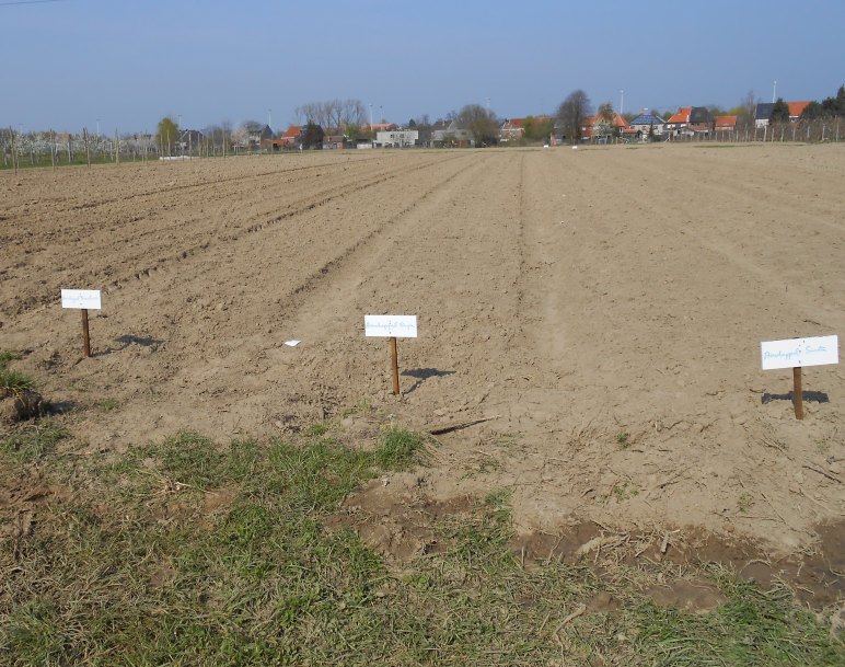 Jonge aardappel planten op het veld van de zelfoogsttuin in april