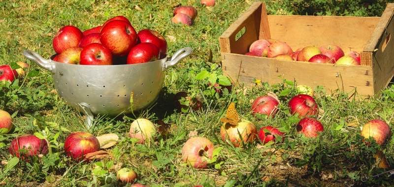 Appels, vers van de appelboom in een inox vergiet en houten kistje.