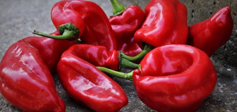 Rijpe rode puntpaprika's in alle vormen - op donkere achtergrond