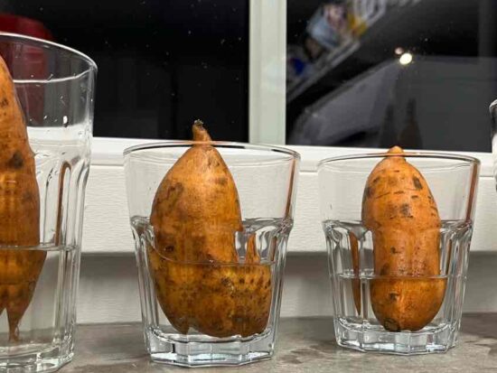 Zoete aardappelen kweken - stap 1: in glazen op warme plek