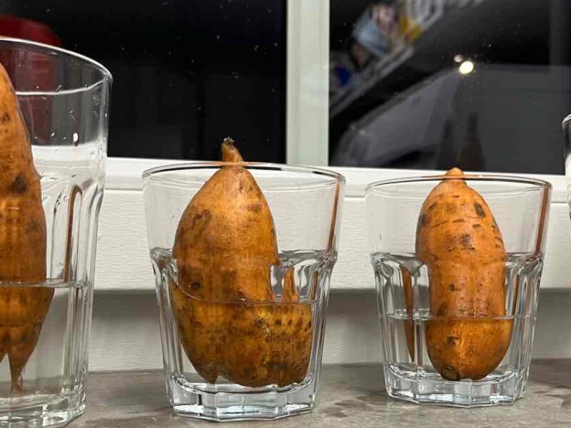 Zoete aardappelen kweken - stap 1: in glazen op warme plek